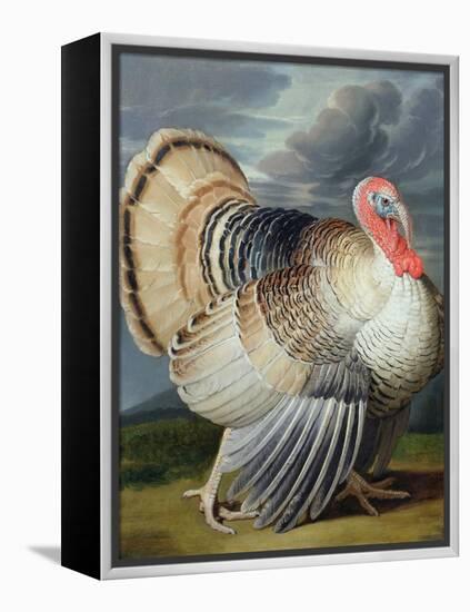 Portrait of a Turkey-Johann Wenceslaus Peter Wenzal-Framed Premier Image Canvas