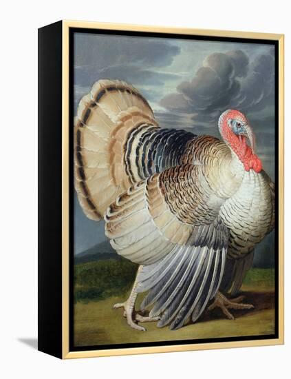 Portrait of a Turkey-Johann Wenceslaus Peter Wenzal-Framed Premier Image Canvas