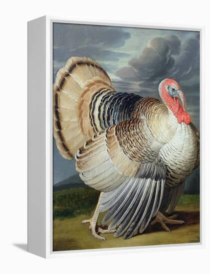 Portrait of a Turkey-Johann Wenceslaus Peter Wenzal-Framed Premier Image Canvas