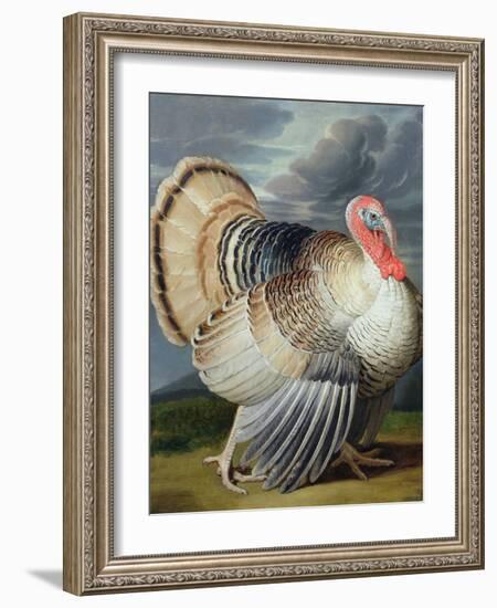 Portrait of a Turkey-Johann Wenceslaus Peter Wenzal-Framed Giclee Print