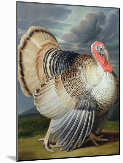 Portrait of a Turkey-Johann Wenceslaus Peter Wenzal-Mounted Giclee Print