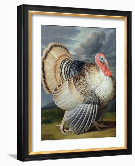 Portrait of a Turkey-Johann Wenceslaus Peter Wenzal-Framed Giclee Print