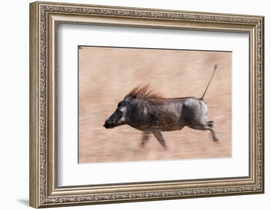 Portrait of a warthog, Phacochoerus aethiopicus, running. Mala Mala Game Reserve, South Africa.-Sergio Pitamitz-Framed Photographic Print