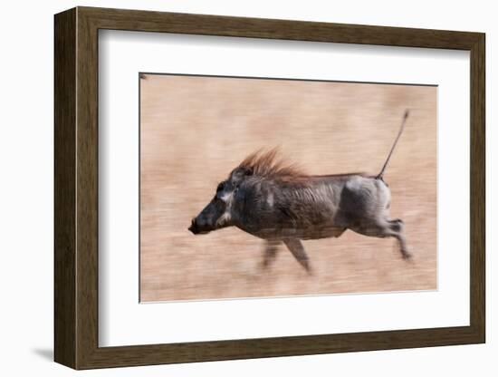 Portrait of a warthog, Phacochoerus aethiopicus, running. Mala Mala Game Reserve, South Africa.-Sergio Pitamitz-Framed Photographic Print