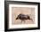 Portrait of a warthog, Phacochoerus aethiopicus, running. Mala Mala Game Reserve, South Africa.-Sergio Pitamitz-Framed Photographic Print