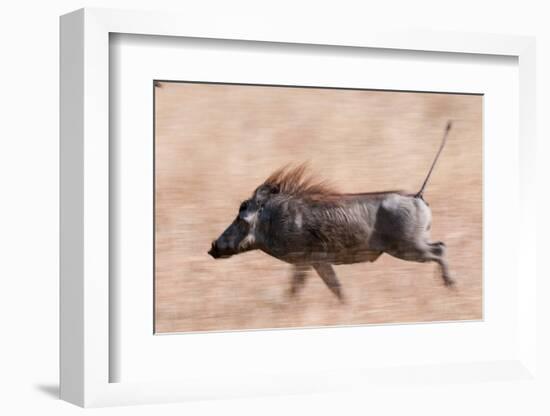 Portrait of a warthog, Phacochoerus aethiopicus, running. Mala Mala Game Reserve, South Africa.-Sergio Pitamitz-Framed Photographic Print
