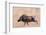 Portrait of a warthog, Phacochoerus aethiopicus, running. Mala Mala Game Reserve, South Africa.-Sergio Pitamitz-Framed Photographic Print