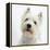 Portrait of a West Highland White Terrier-Mark Taylor-Framed Premier Image Canvas