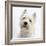 Portrait of a West Highland White Terrier-Mark Taylor-Framed Photographic Print