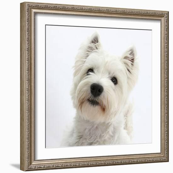 Portrait of a West Highland White Terrier-Mark Taylor-Framed Photographic Print