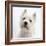 Portrait of a West Highland White Terrier-Mark Taylor-Framed Photographic Print