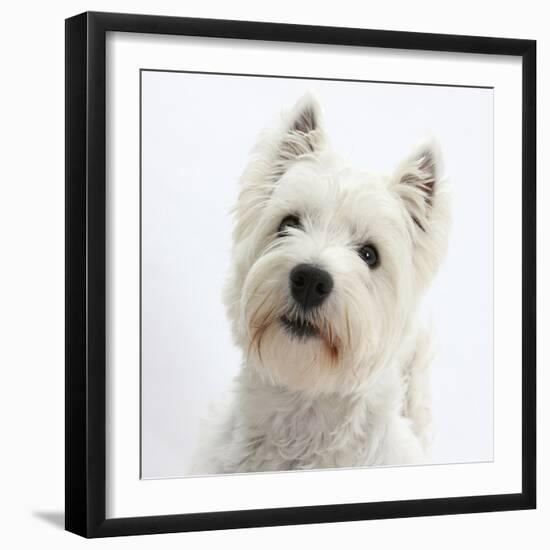 Portrait of a West Highland White Terrier-Mark Taylor-Framed Photographic Print