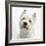 Portrait of a West Highland White Terrier-Mark Taylor-Framed Photographic Print