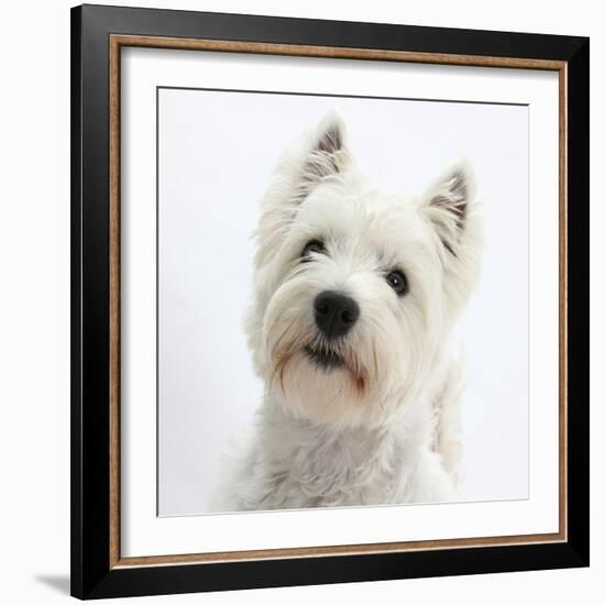 Portrait of a West Highland White Terrier-Mark Taylor-Framed Photographic Print