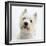 Portrait of a West Highland White Terrier-Mark Taylor-Framed Photographic Print