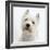 Portrait of a West Highland White Terrier-Mark Taylor-Framed Photographic Print