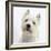 Portrait of a West Highland White Terrier-Mark Taylor-Framed Photographic Print