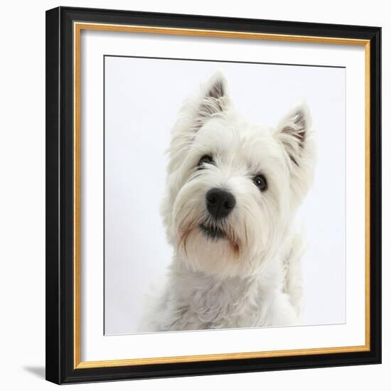 Portrait of a West Highland White Terrier-Mark Taylor-Framed Photographic Print