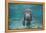 Portrait of a West Indian Manatee or "Sea Cow" in Crystal River, Three Sisters Spring, Florida-Karine Aigner-Framed Premier Image Canvas