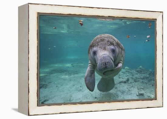 Portrait of a West Indian Manatee or "Sea Cow" in Crystal River, Three Sisters Spring, Florida-Karine Aigner-Framed Premier Image Canvas