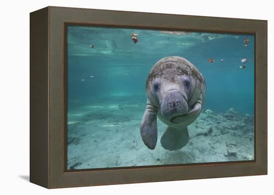 Portrait of a West Indian Manatee or "Sea Cow" in Crystal River, Three Sisters Spring, Florida-Karine Aigner-Framed Premier Image Canvas