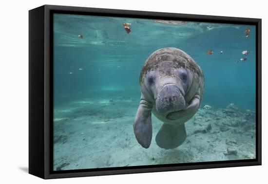 Portrait of a West Indian Manatee or "Sea Cow" in Crystal River, Three Sisters Spring, Florida-Karine Aigner-Framed Premier Image Canvas