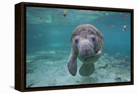 Portrait of a West Indian Manatee or "Sea Cow" in Crystal River, Three Sisters Spring, Florida-Karine Aigner-Framed Premier Image Canvas