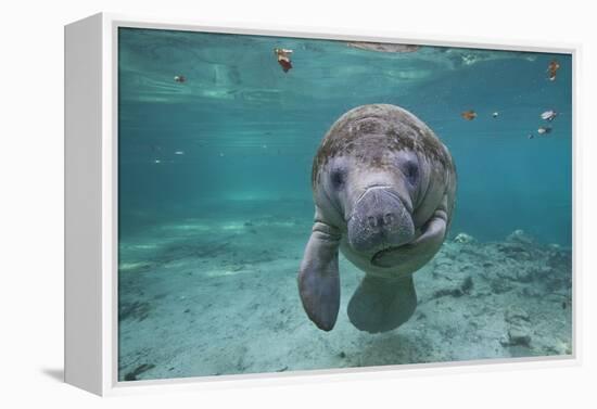 Portrait of a West Indian Manatee or "Sea Cow" in Crystal River, Three Sisters Spring, Florida-Karine Aigner-Framed Premier Image Canvas