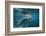 Portrait of a West Indian Manatee or "Sea Cow" in Crystal River, Three Sisters Spring, Florida-Karine Aigner-Framed Photographic Print