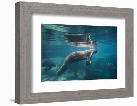 Portrait of a West Indian Manatee or "Sea Cow" in Crystal River, Three Sisters Spring, Florida-Karine Aigner-Framed Photographic Print