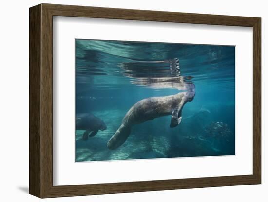 Portrait of a West Indian Manatee or "Sea Cow" in Crystal River, Three Sisters Spring, Florida-Karine Aigner-Framed Photographic Print