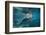 Portrait of a West Indian Manatee or "Sea Cow" in Crystal River, Three Sisters Spring, Florida-Karine Aigner-Framed Photographic Print