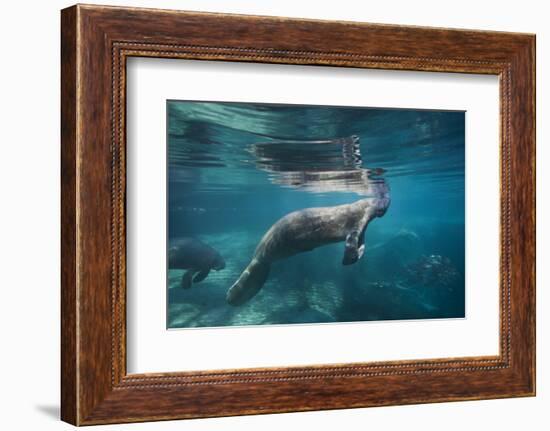 Portrait of a West Indian Manatee or "Sea Cow" in Crystal River, Three Sisters Spring, Florida-Karine Aigner-Framed Photographic Print