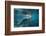 Portrait of a West Indian Manatee or "Sea Cow" in Crystal River, Three Sisters Spring, Florida-Karine Aigner-Framed Photographic Print