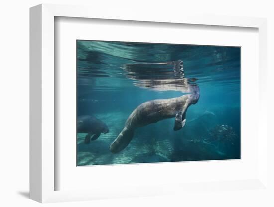 Portrait of a West Indian Manatee or "Sea Cow" in Crystal River, Three Sisters Spring, Florida-Karine Aigner-Framed Photographic Print