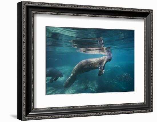 Portrait of a West Indian Manatee or "Sea Cow" in Crystal River, Three Sisters Spring, Florida-Karine Aigner-Framed Photographic Print