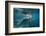 Portrait of a West Indian Manatee or "Sea Cow" in Crystal River, Three Sisters Spring, Florida-Karine Aigner-Framed Photographic Print