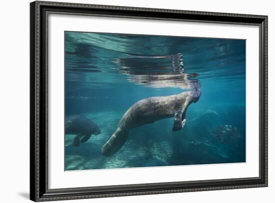 Portrait of a West Indian Manatee or "Sea Cow" in Crystal River, Three Sisters Spring, Florida-Karine Aigner-Framed Photographic Print