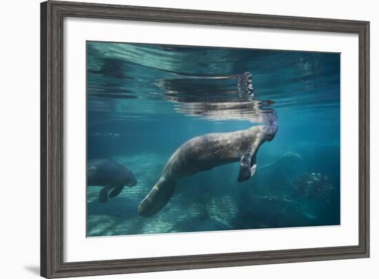 Portrait of a West Indian Manatee or "Sea Cow" in Crystal River, Three Sisters Spring, Florida-Karine Aigner-Framed Photographic Print