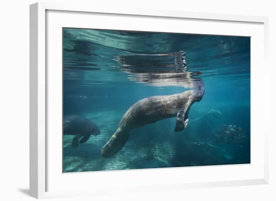 Portrait of a West Indian Manatee or "Sea Cow" in Crystal River, Three Sisters Spring, Florida-Karine Aigner-Framed Photographic Print