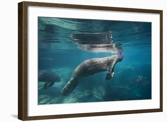 Portrait of a West Indian Manatee or "Sea Cow" in Crystal River, Three Sisters Spring, Florida-Karine Aigner-Framed Photographic Print