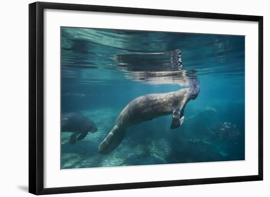 Portrait of a West Indian Manatee or "Sea Cow" in Crystal River, Three Sisters Spring, Florida-Karine Aigner-Framed Photographic Print