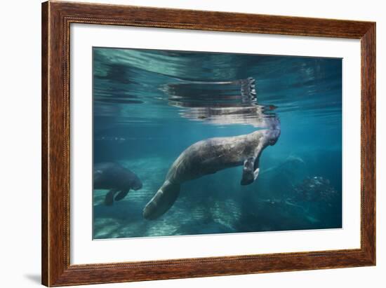 Portrait of a West Indian Manatee or "Sea Cow" in Crystal River, Three Sisters Spring, Florida-Karine Aigner-Framed Photographic Print