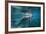 Portrait of a West Indian Manatee or "Sea Cow" in Crystal River, Three Sisters Spring, Florida-Karine Aigner-Framed Photographic Print