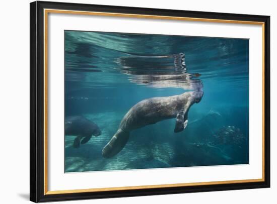 Portrait of a West Indian Manatee or "Sea Cow" in Crystal River, Three Sisters Spring, Florida-Karine Aigner-Framed Photographic Print