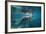 Portrait of a West Indian Manatee or "Sea Cow" in Crystal River, Three Sisters Spring, Florida-Karine Aigner-Framed Photographic Print