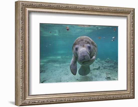 Portrait of a West Indian Manatee or "Sea Cow" in Crystal River, Three Sisters Spring, Florida-Karine Aigner-Framed Photographic Print