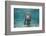 Portrait of a West Indian Manatee or "Sea Cow" in Crystal River, Three Sisters Spring, Florida-Karine Aigner-Framed Photographic Print