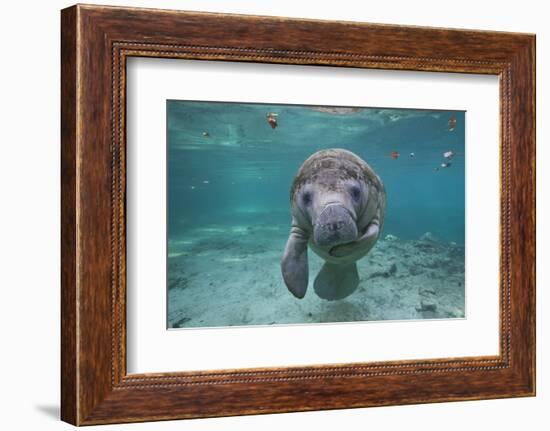 Portrait of a West Indian Manatee or "Sea Cow" in Crystal River, Three Sisters Spring, Florida-Karine Aigner-Framed Photographic Print