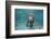 Portrait of a West Indian Manatee or "Sea Cow" in Crystal River, Three Sisters Spring, Florida-Karine Aigner-Framed Photographic Print